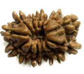 13 MUKHI RUDRAKSHA