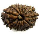 13 MUKHI RUDRAKSHA