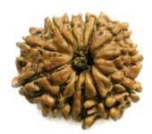 13 MUKHI RUDRAKSHA