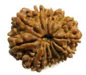 13 MUKHI RUDRAKSHA