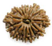 15 MUKHI RUDRAKSHA