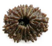 15 MUKHI RUDRAKSHA