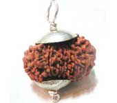 15 MUKHI RUDRAKSHA