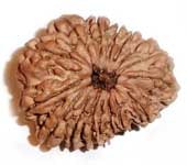 16 MUKHI RUDRAKSHA