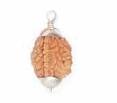 2 Mukhi Rudraksha 