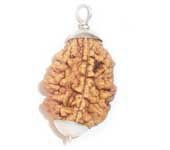 2 Mukhi Rudraksha 