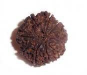 9 MUKHI RUDRAKSHA 