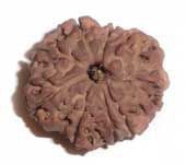 9 MUKHI RUDRAKSHA 