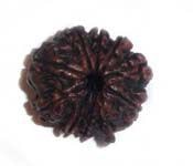 9 MUKHI RUDRAKSHA 