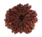 9 MUKHI RUDRAKSHA 