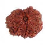 9 MUKHI RUDRAKSHA 