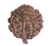 Ganesh Rudraksha