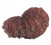 Ganesh Rudraksha