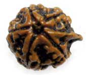 Ganesh Rudraksha