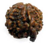 Ganesh Rudraksha