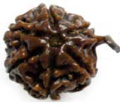 Ganesh Rudraksha