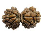 Gauri Shankar Rudraksha