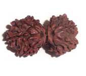 Gauri Shankar Rudraksha