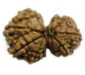 Gauri Shankar Rudraksha